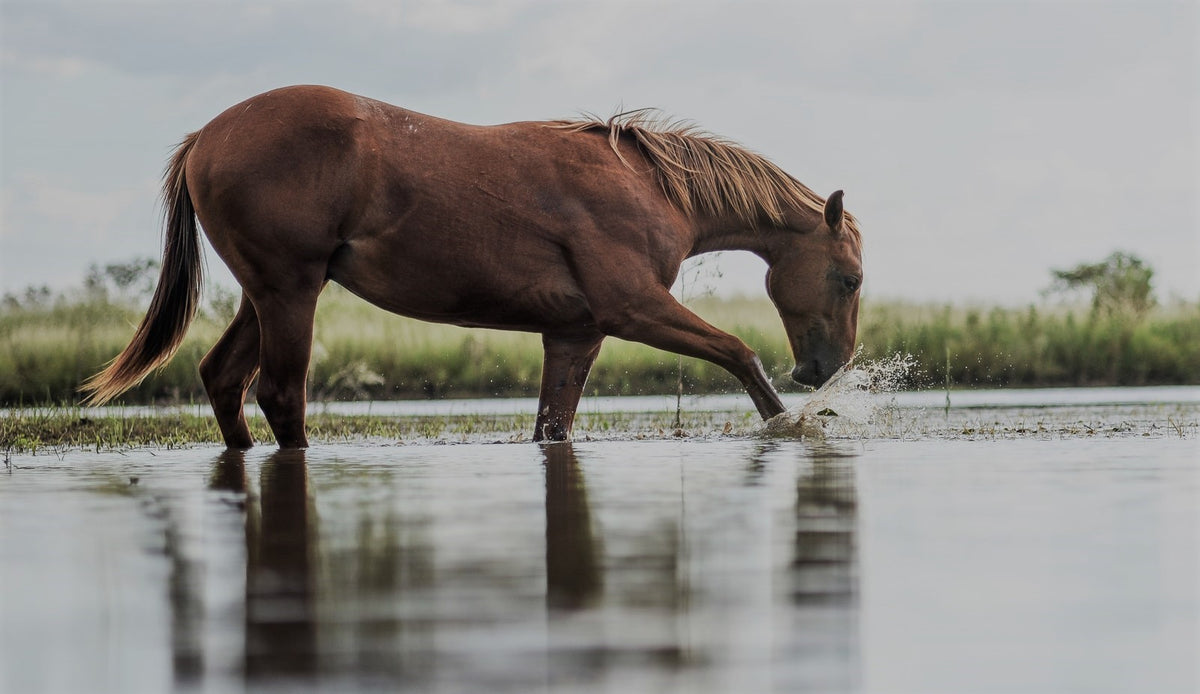 Wet Weather and Leg Swelling – Mustang & Co Saddlery