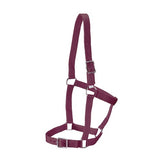 Rancher - Stable Halter - 2 Buckle